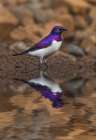 South Africa Violet-backed starling reflects in a waterhole Art Print